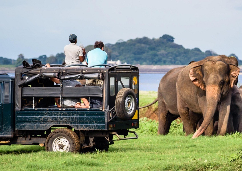 Afternoon Jeep Safari in Yala National Park